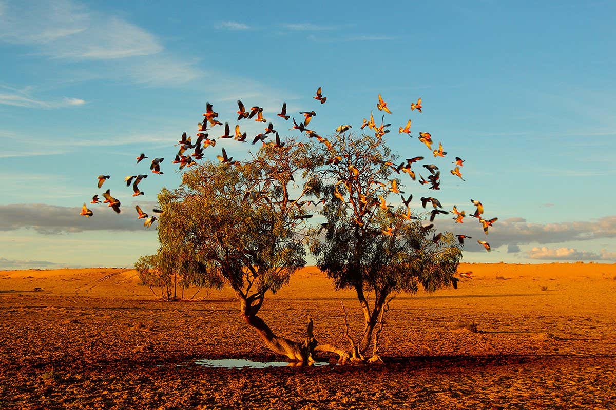 Dazzling photograph of pink-breasted galahs in Australian desert