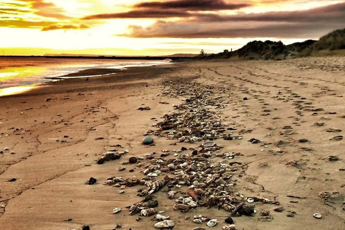 Hundreds of dead crabs on the beach at Seaton Carew, Hartlepool in 2021 https://twitter.com/12BBYTHESEASIDE/status/1452164992845983744 Paul Grainger (permissions granted)