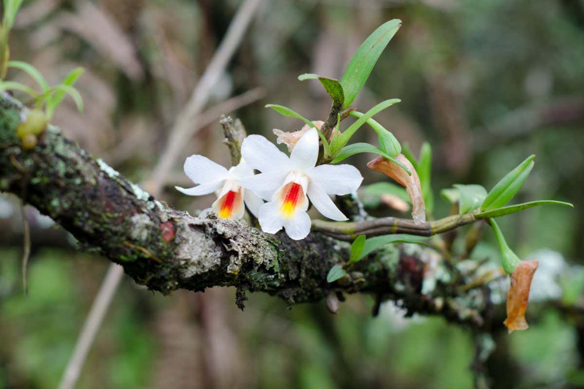 dendrobium christyanum Wild orchid in Thailand; Shutterstock ID 146554115; purchase_order: -; job: -; client: -; other: -