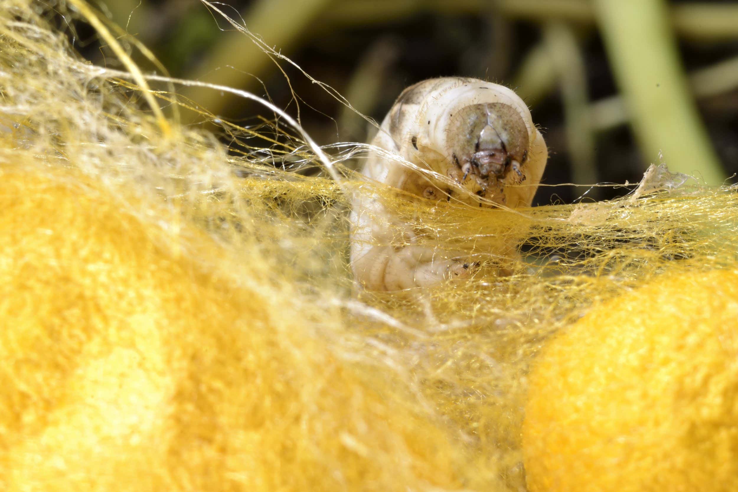 A silkworm weaving chrysalis with its silk