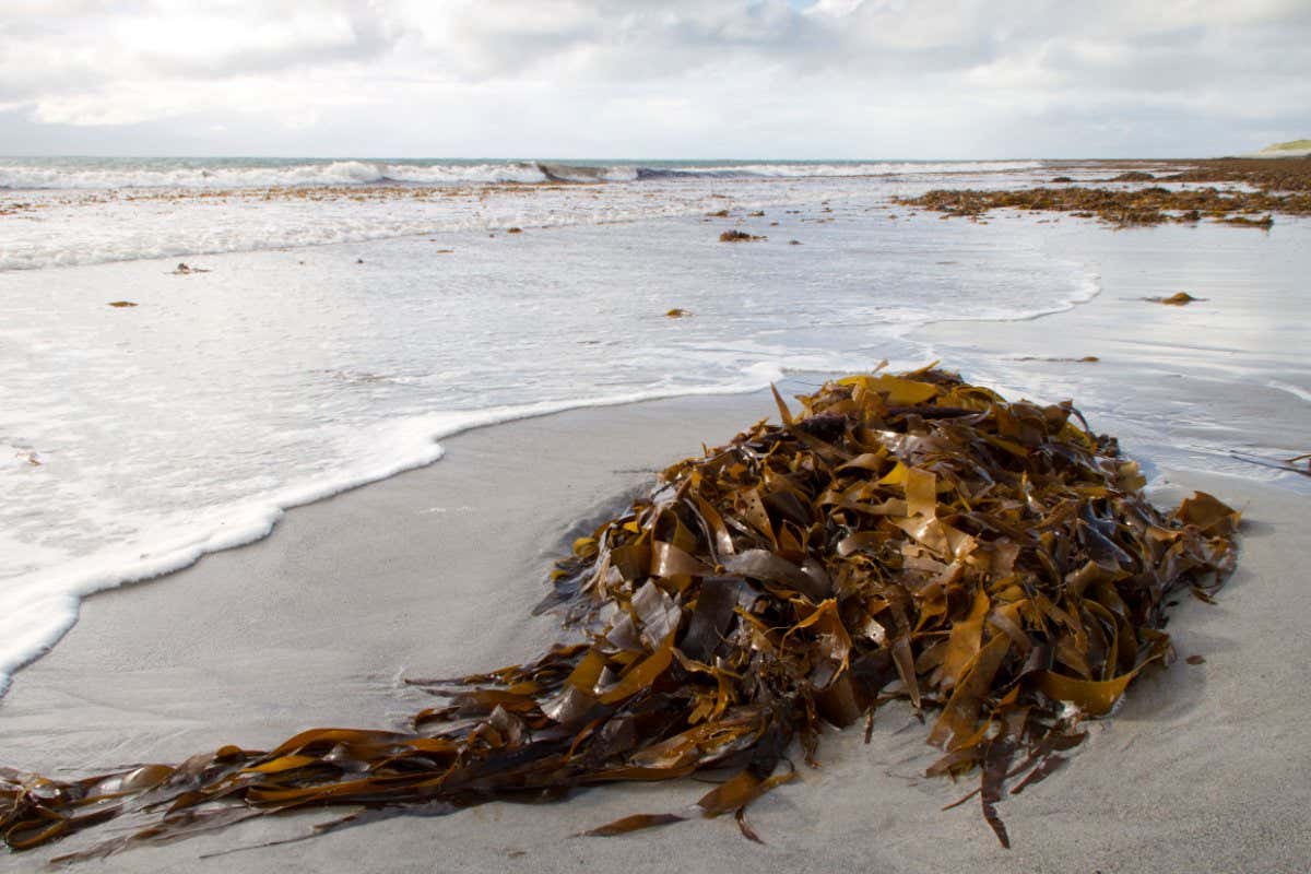 Seaweed washed up on a beach