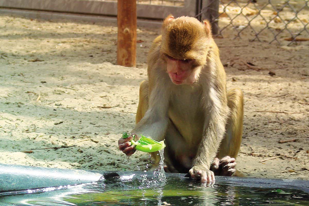 A captive monkey scooping up water with a leaf