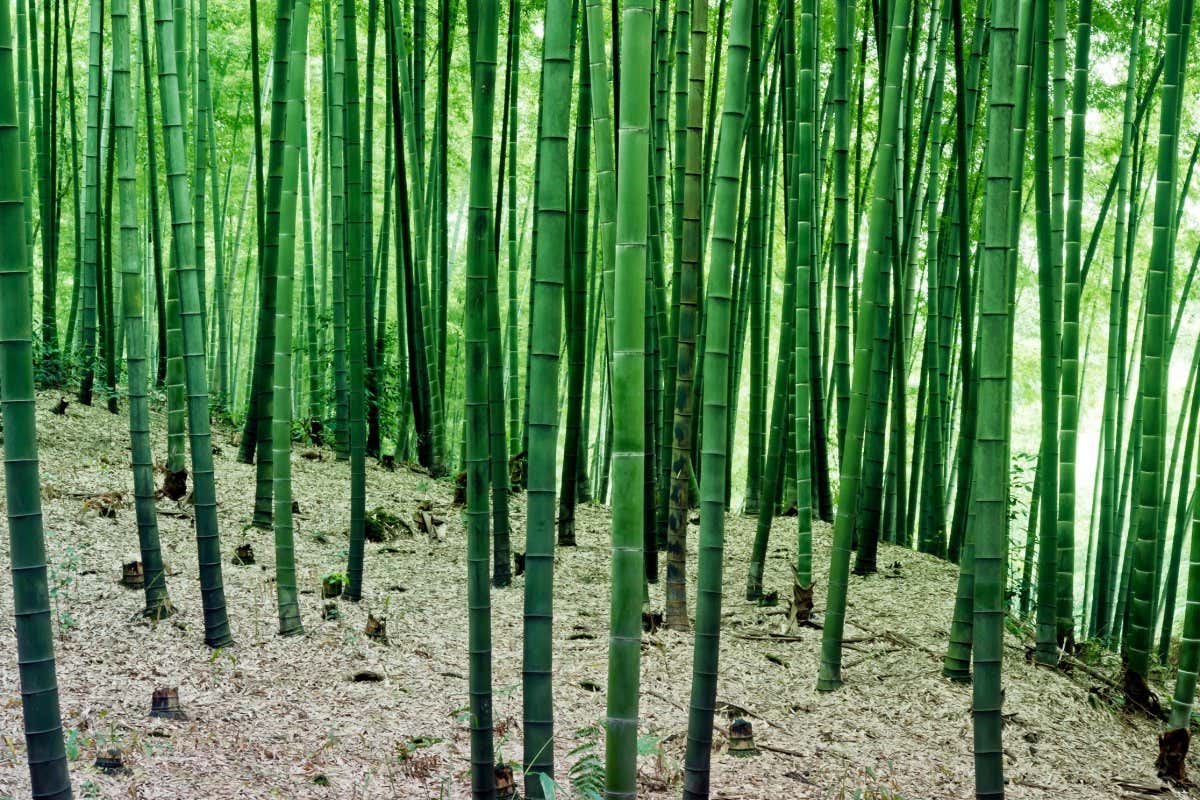 Bamboo forest
