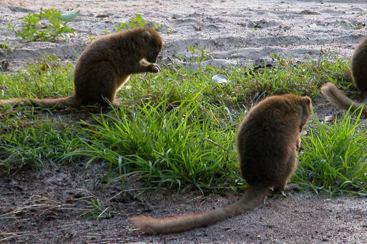 Bamboo lemurs grazing on the ground