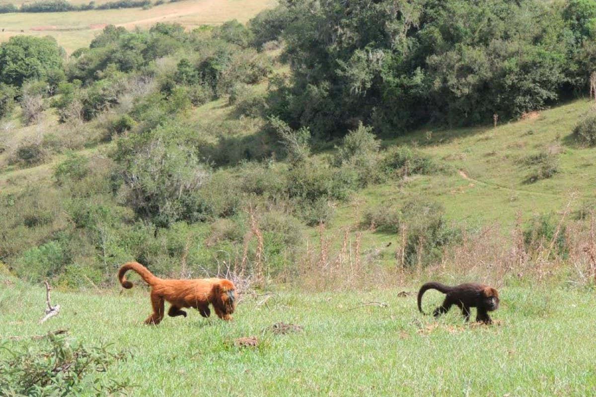Brown howler monkeys in open grassland