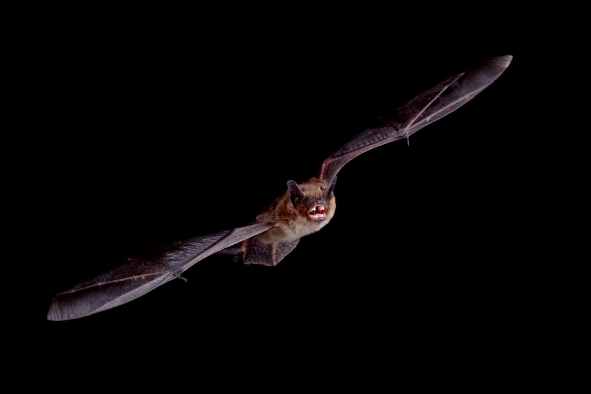 Big brown bat (Eptesicus fuscus) in flight, in captivity, Hidalgo County, New Mexico, United States of America, North America