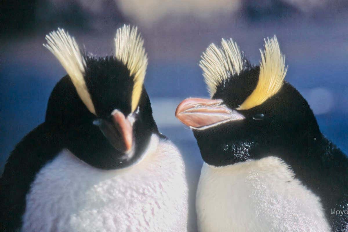 Erect crested penguins