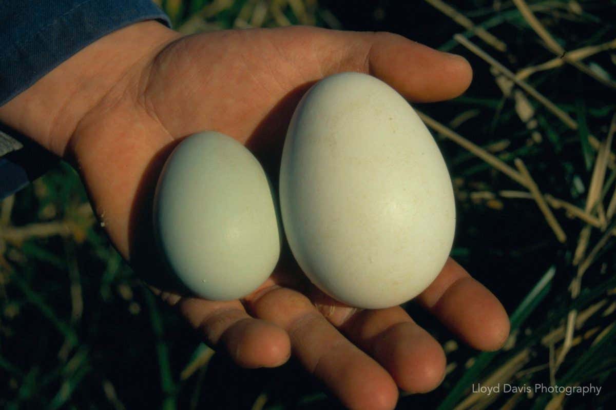 Erect crested penguin first and second eggs