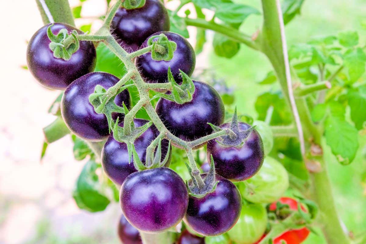 fresh purple heirloom tomatoes on the vine in a garden; Shutterstock ID 789045547; purchase_order: -; job: -; client: -; other: -
