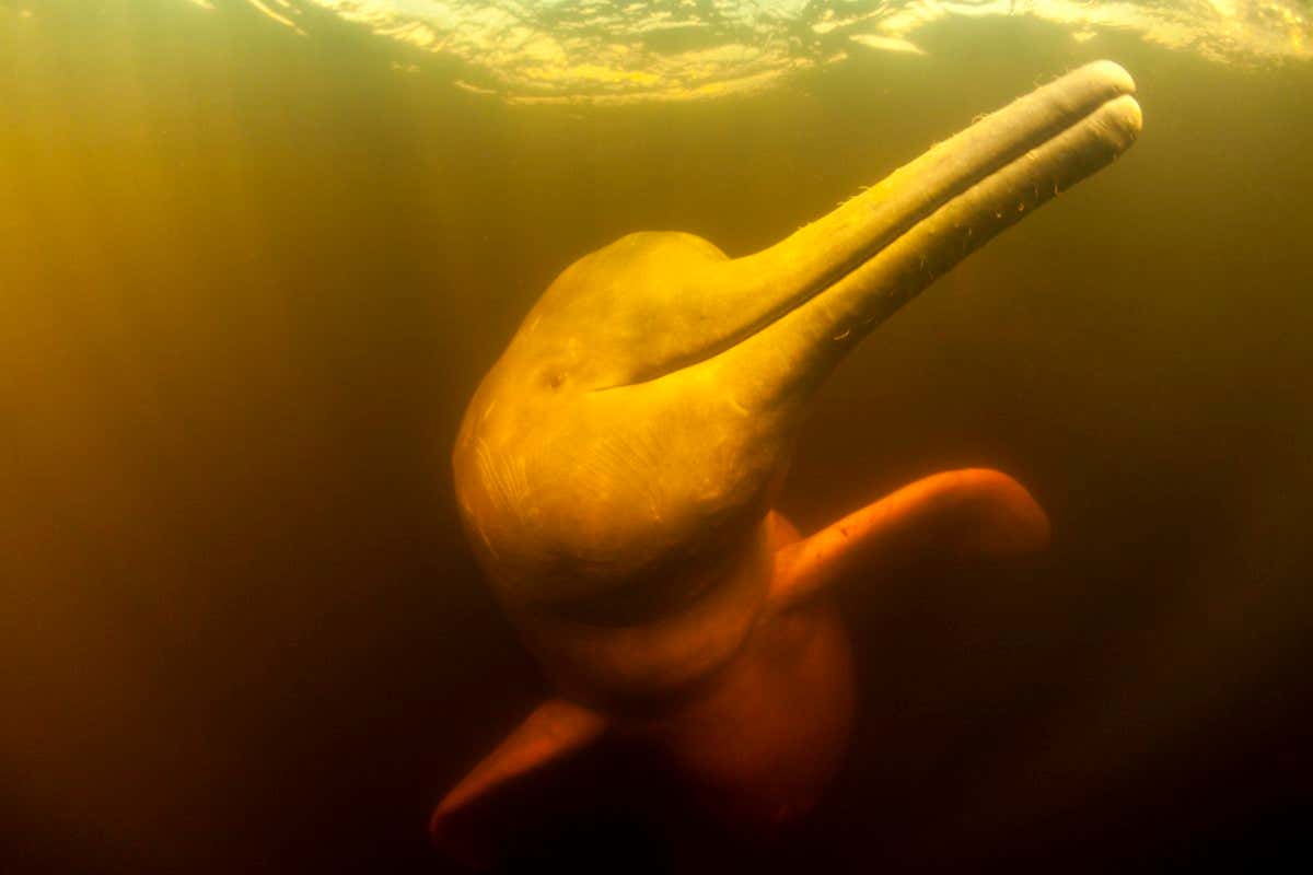Pink River dolphin