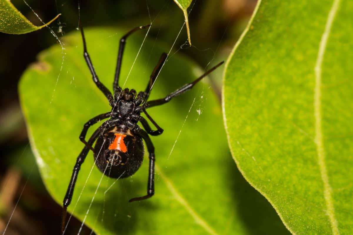 Black Widow Spider; Shutterstock ID 617417108; purchase_order: -; job: -; client: -; other: -