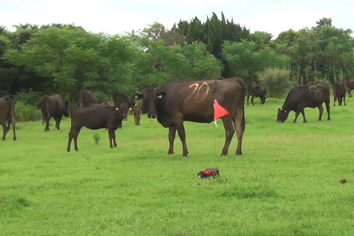 Toy car with flag on a pole in front of a herd of cows