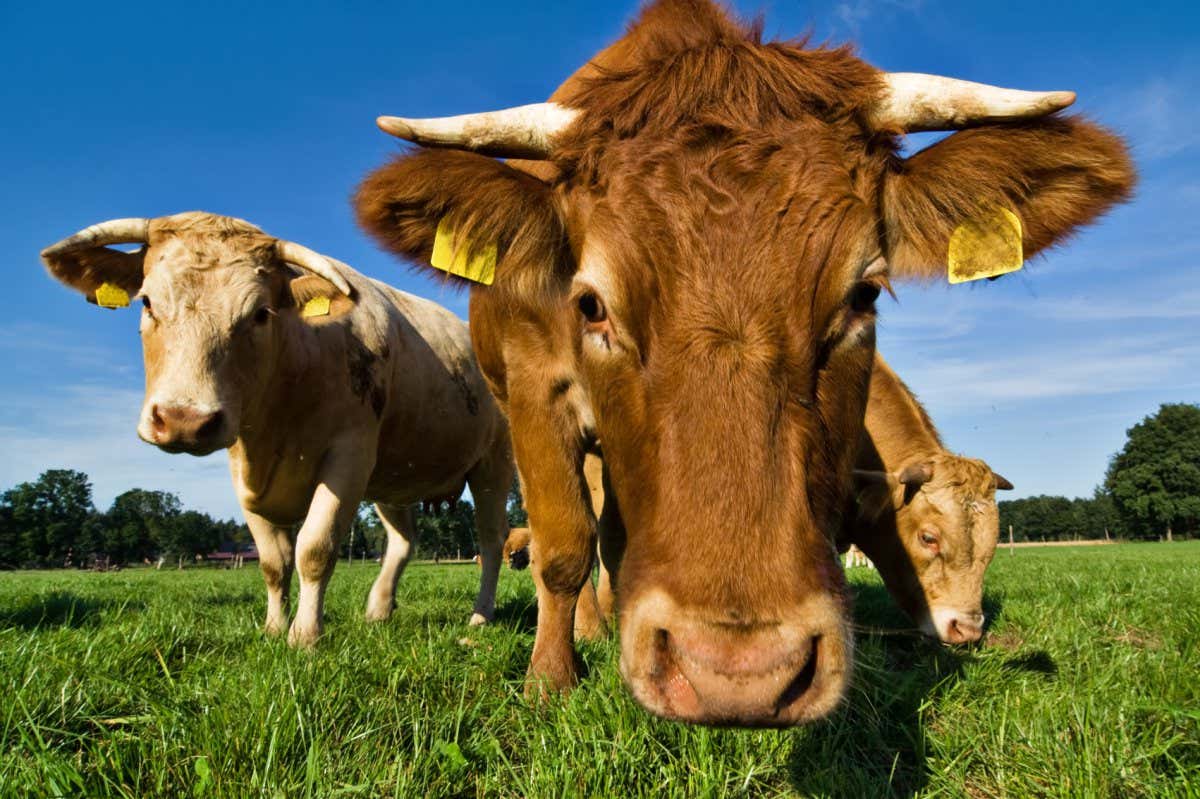 The mucus in cows' salivary glands may have anti-viral properties