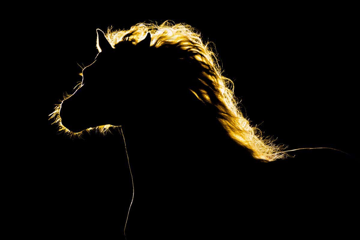 Horse silhouette isolated on black background.
