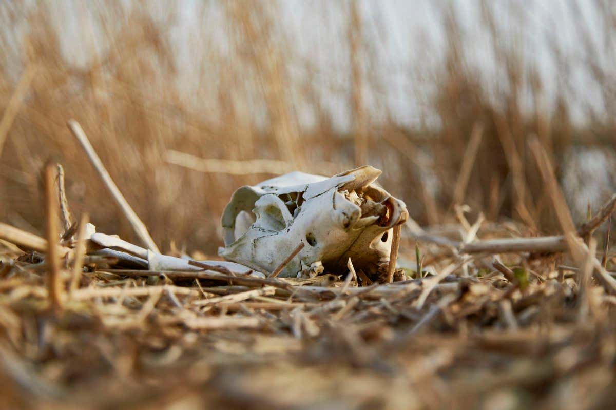 LELYSTAD, NETHERLANDS - APRIL 08: The remains of a deer are seen in the Oostvaardersplassen nature reserve on April 08, 2018 in Lelystad, Netherlands. Thousands of animals died during this winter due to overpopulation and a shortage of food. Animal activists feed the horses, deer and cattle by throwing hay over the fences despite a ban by the local authorities. Emotions are running high as many of the animals face starvation with Oostvaardersplassen's feeding policy for large grazers being heavily criticised. (Photo by Pierre Crom/Getty Images)