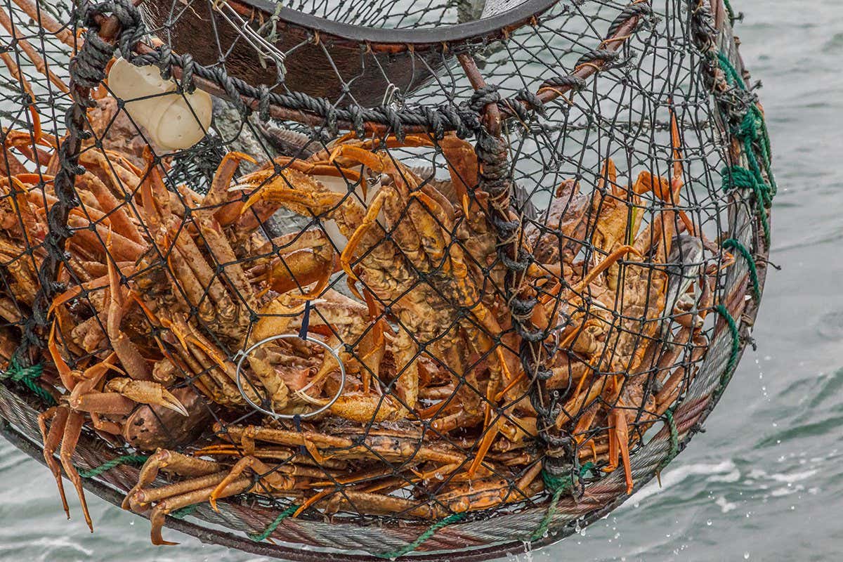 Snow crabs in a net