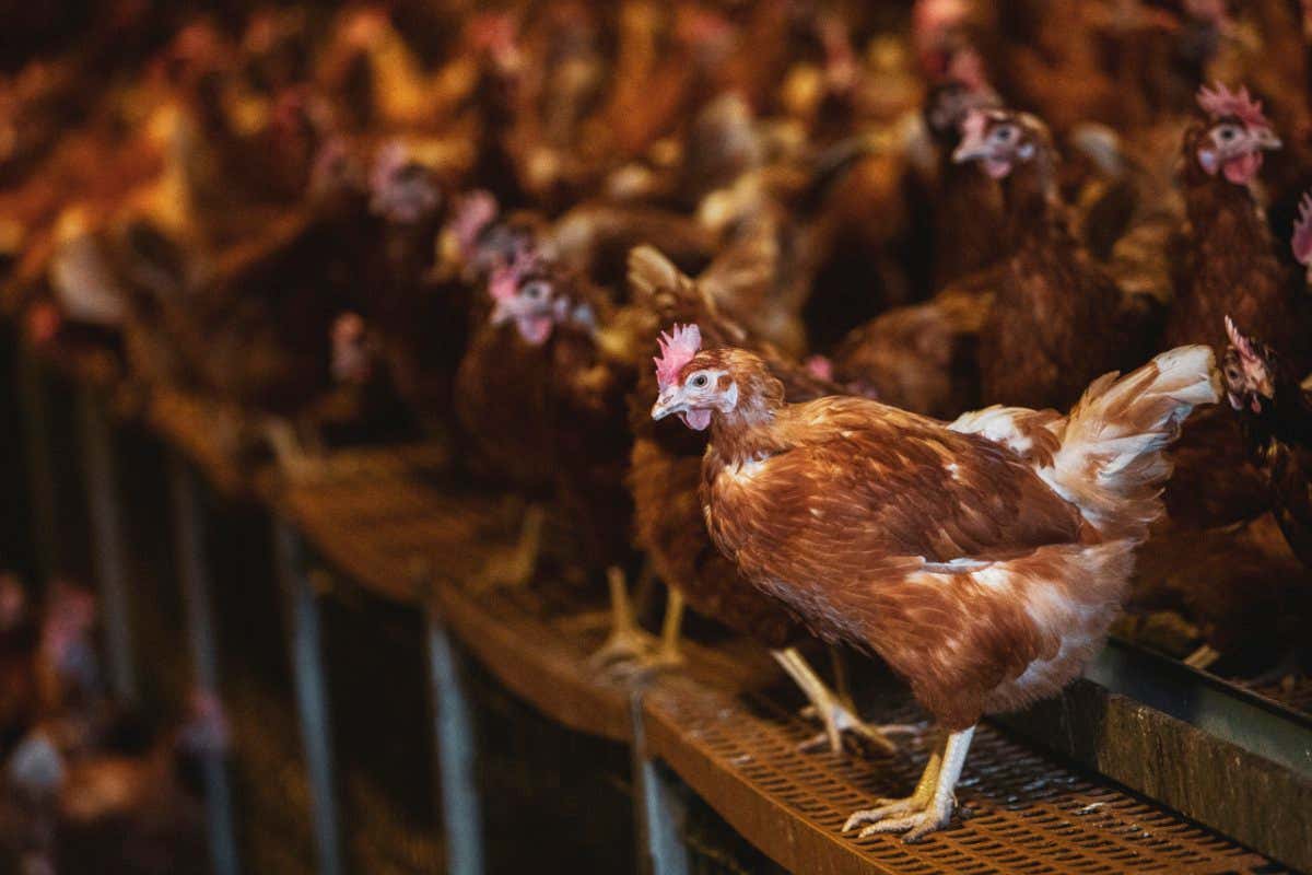 Large flock of brown hens in a chicken barn at a farm.