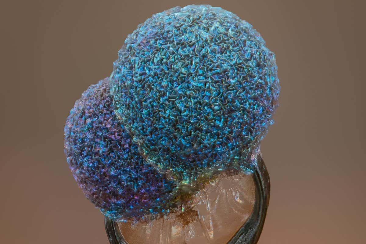 Slime mold (Lamproderma)