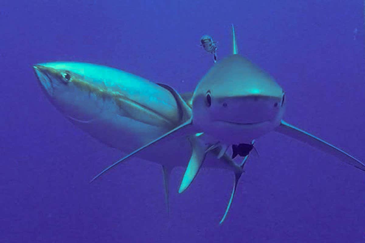 In open, blue ocean water, a tuna fish (at left) rubs the back half of its body against the tail of a shark, facing the camera at center