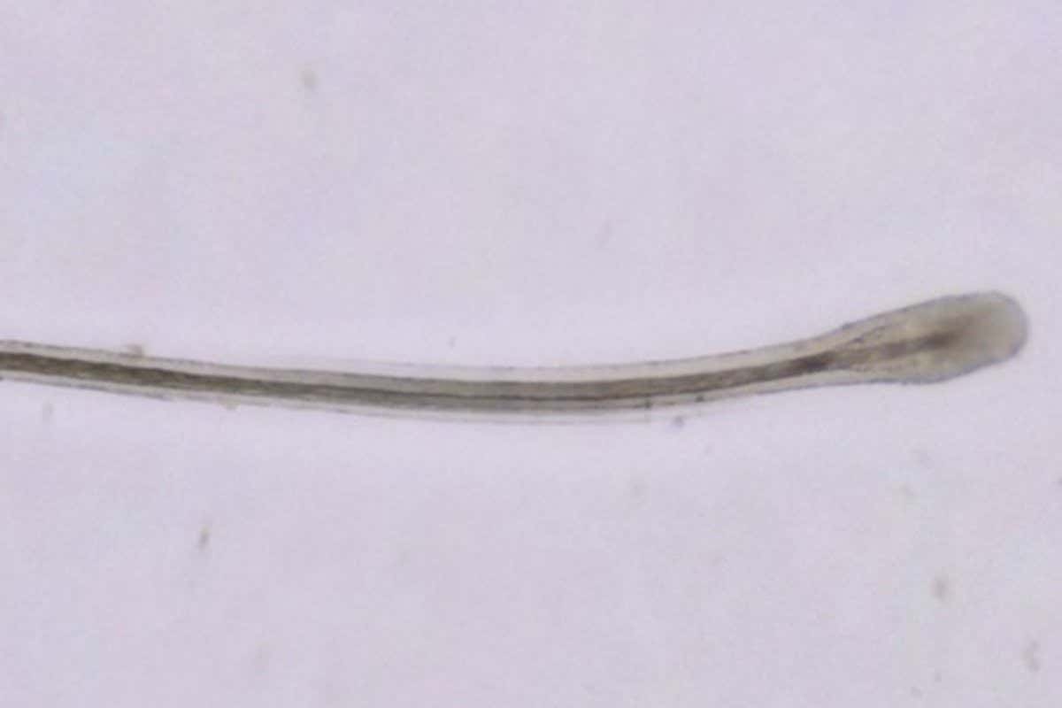 A hair follicle generated from hair organoids - tiny, simple versions of an organ