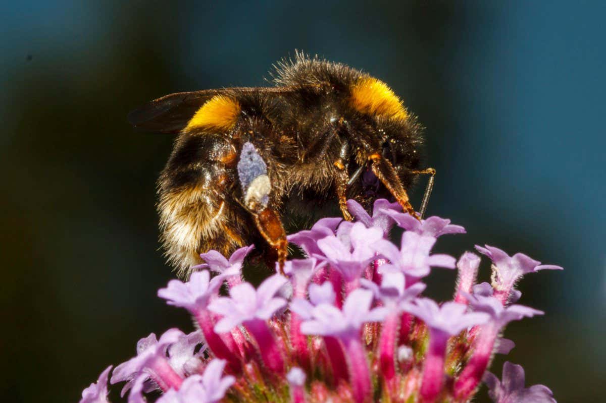 Buff tailed bumblebee on a flower