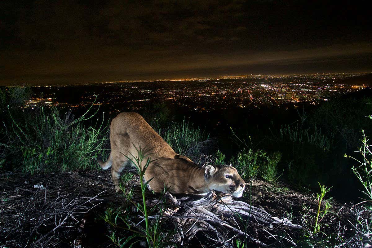 Mountain lion above Los Angeles
