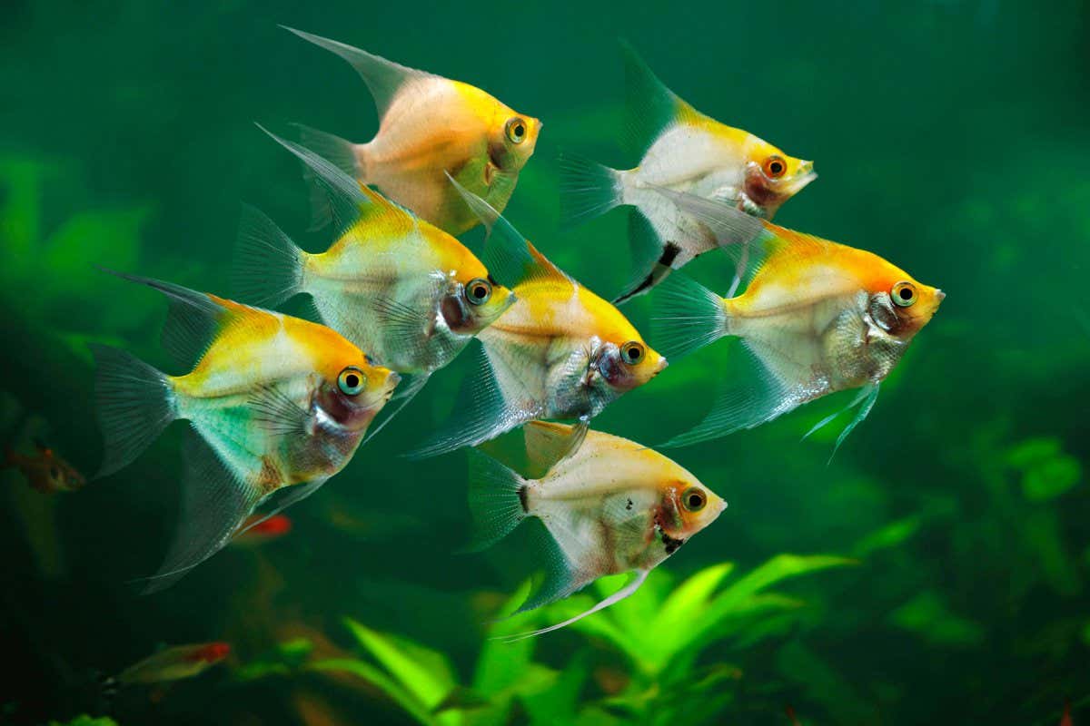 Angelfish in an aquarium