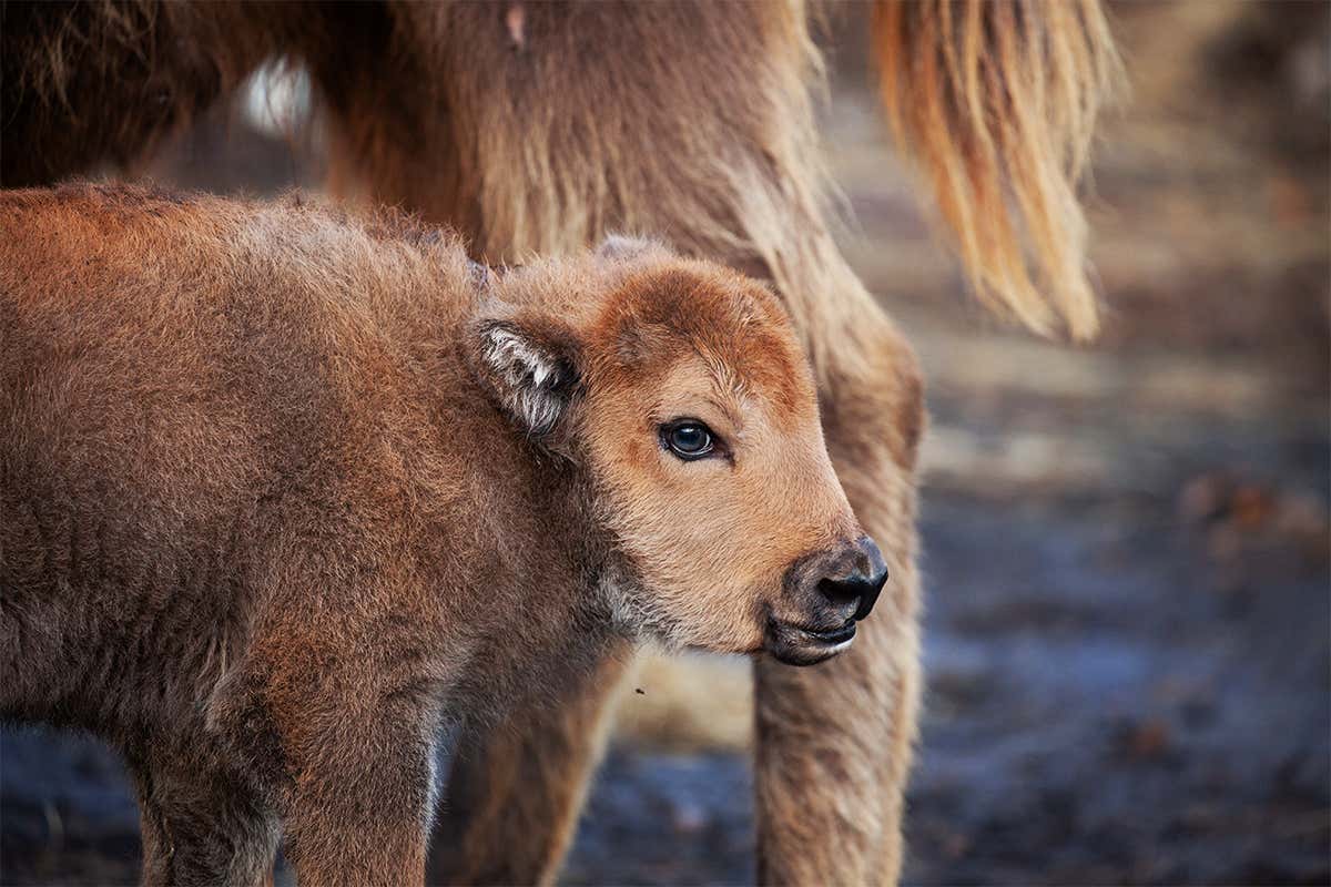 Meet the first baby bison born at UK rewilding project