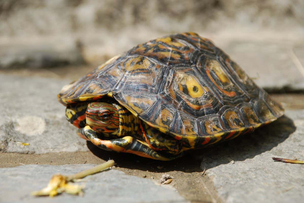 Juvenile ornate or painted wood turtle (Rhinoclemmys pulcherrima)