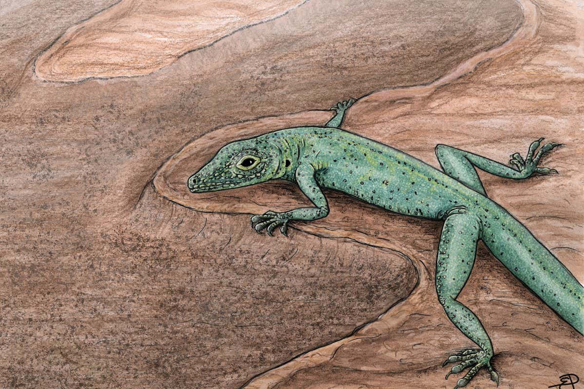 Artistic reconstruction of the fossil squamate, Bellairsia gracilis