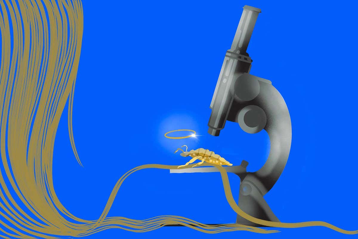 Studying the 'nits of louse' on a holy relic