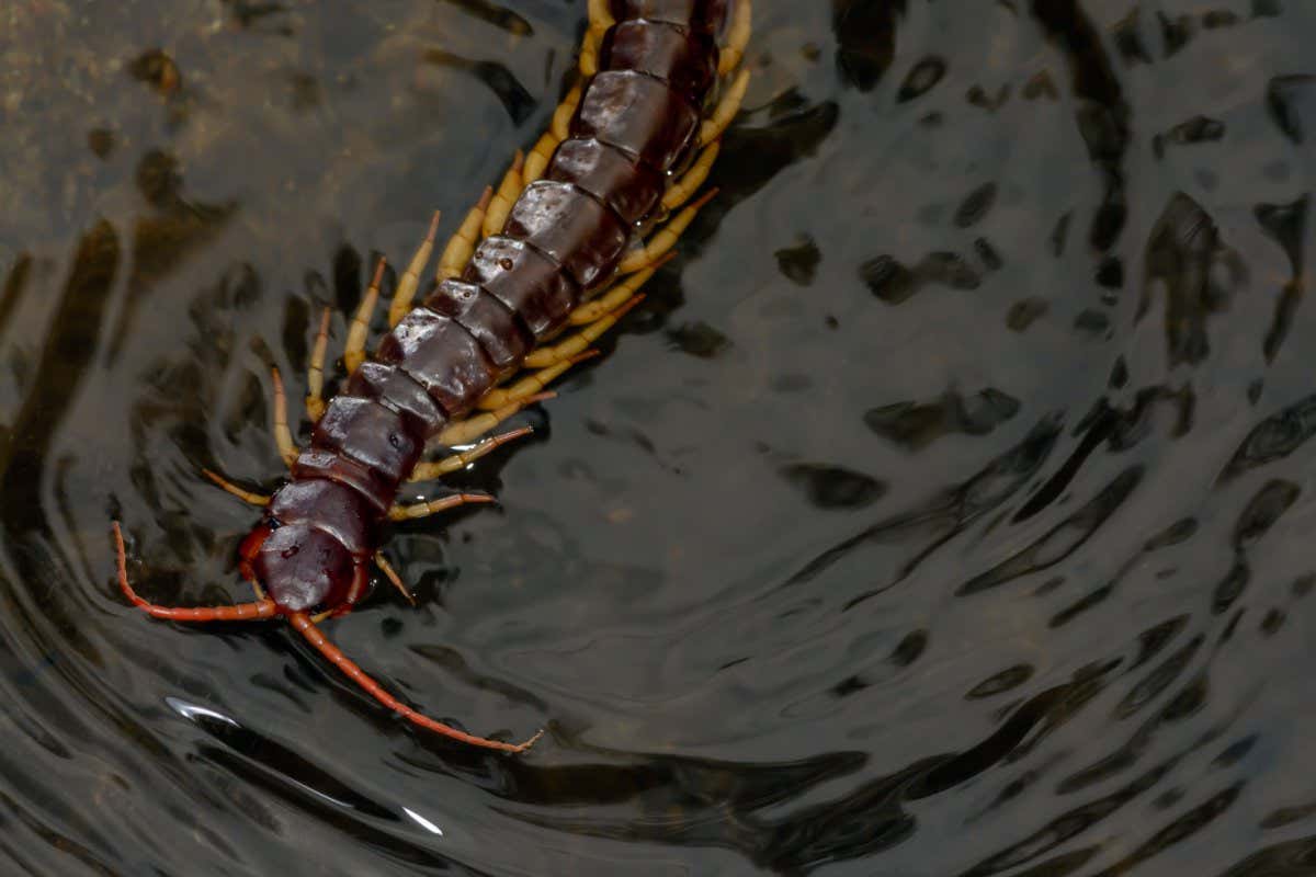 Centipede,Poisonous animal swimming in creek at deep forest,Chaloem Phra Kiat Thai Prachan National park,Thailand.; Shutterstock ID 1044292291; purchase_order: -; job: -; client: -; other: -