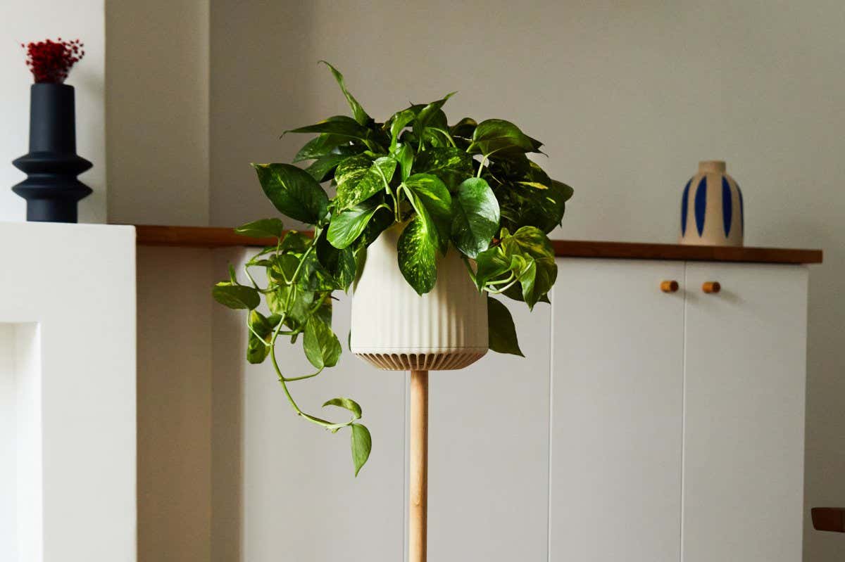 Pothos plant