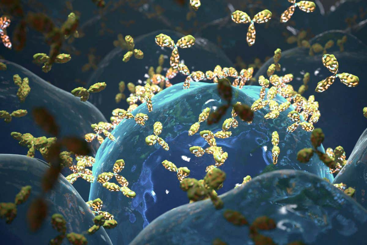 Illustration of a B cell producing antibodies