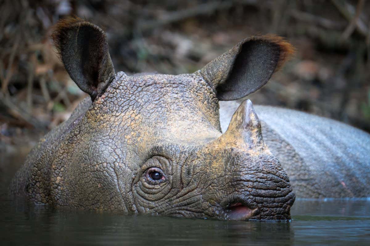Wild Javan rhino close up bathing in river