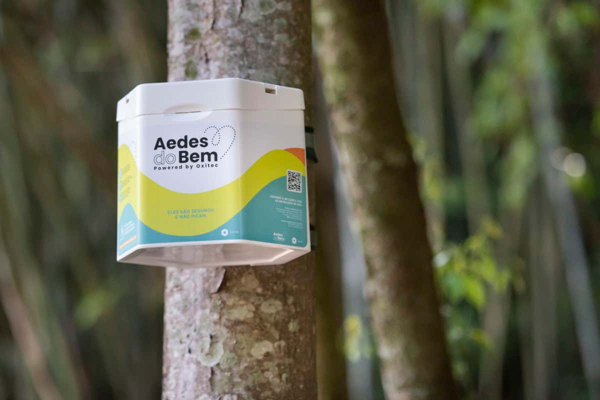 The biotechnology firm Oxitec has released boxes throughout Brazil that contain genetically-modified male mosquitoes of the species Aedes aegypti
