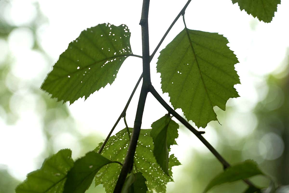 Can carbon credits combat deforestation?