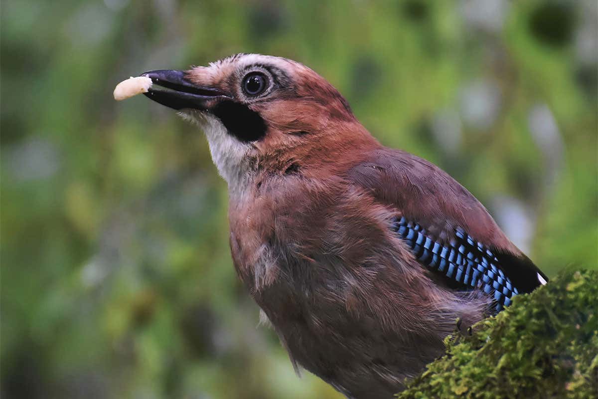 Jay collecting food