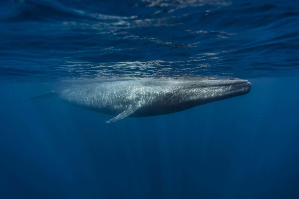 Blue Whale (balaenoptera musculus), Shutterstock ID 565369243; purchase_order: -; job: -; client: -; other: -