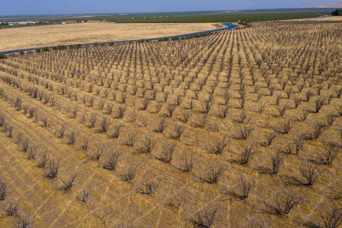 An abandoned pomegranate orchard during a drought