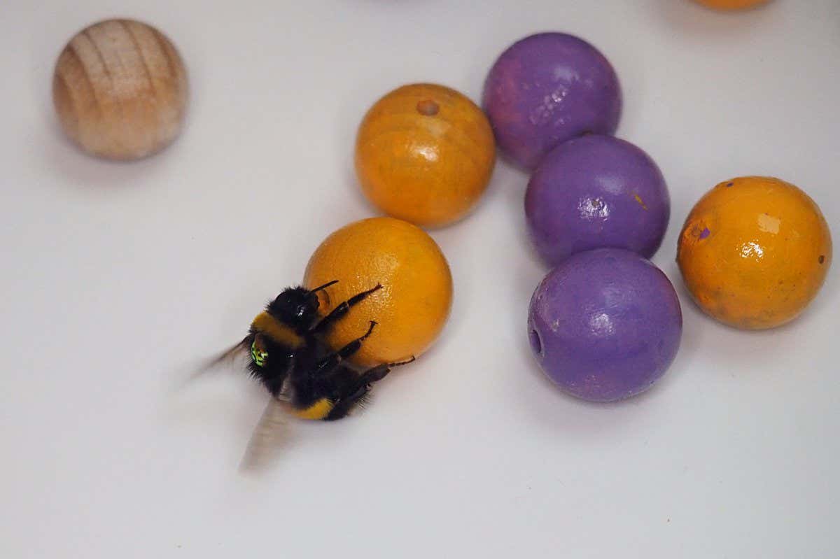 Bee plays with ball