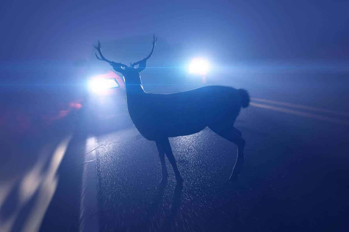 A deer in front of a car
