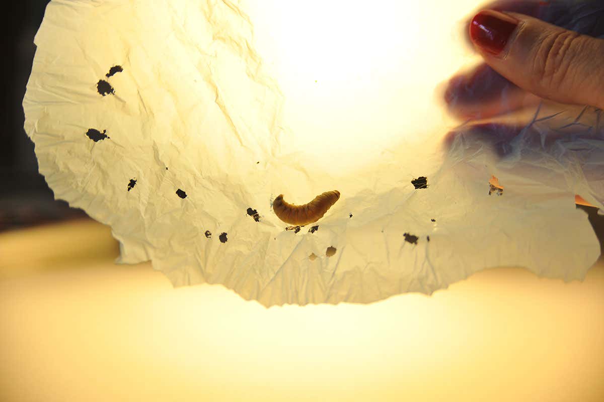 Wax worm saliva breaks down plastic and could be answer to plastic wasteWax worm saliva breaks down plastic and could be answer to plastic waste
