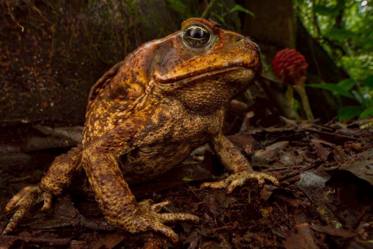Cane toad (Rhinella marina) in native habitat. Las Cruces Biological Station, Costa Rica.