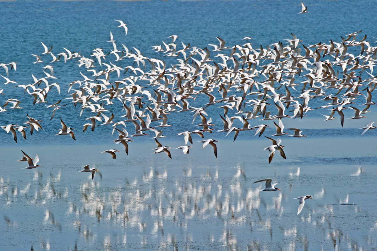 Flock of Arctic Terns