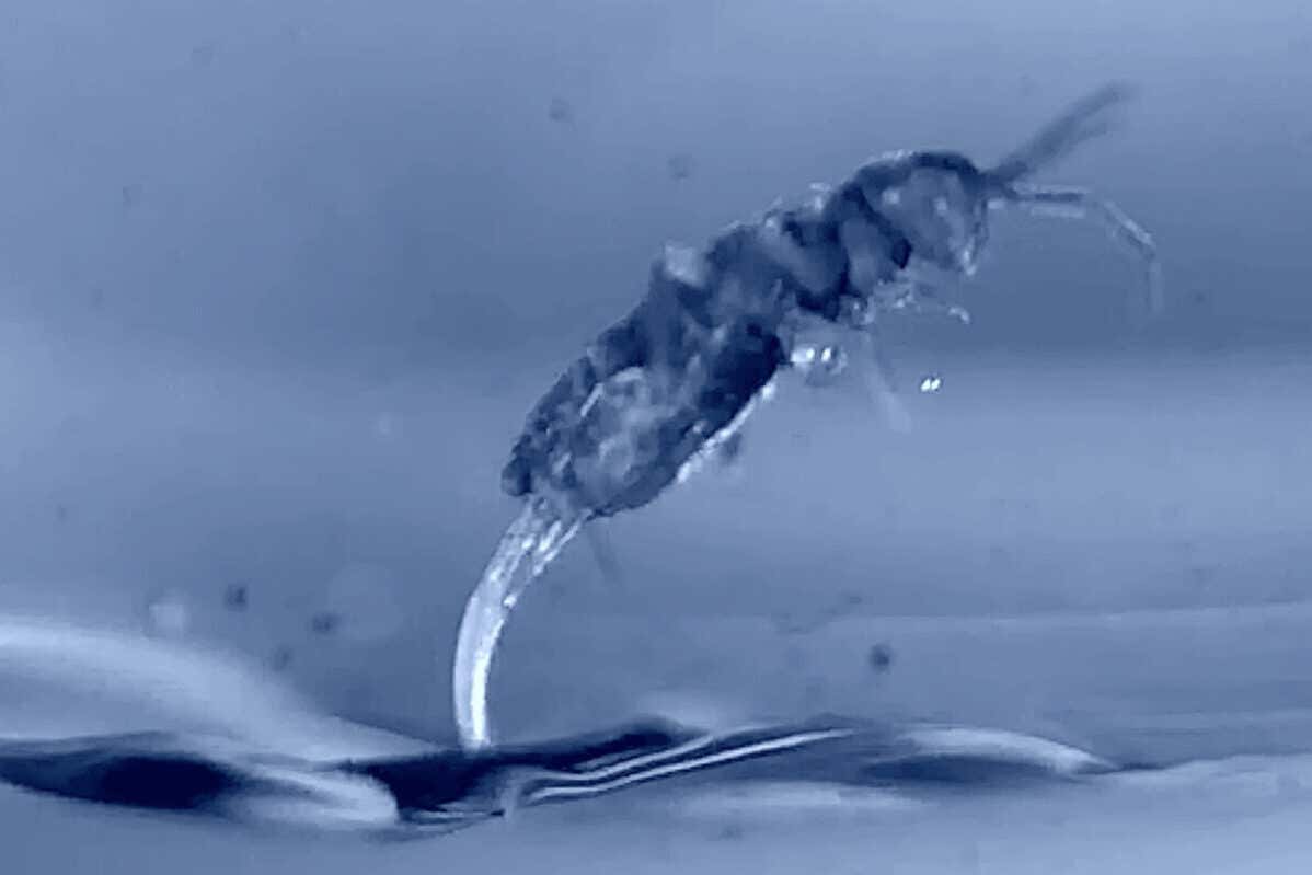 Slo-mo camera reveals why springtails land perfectly every time