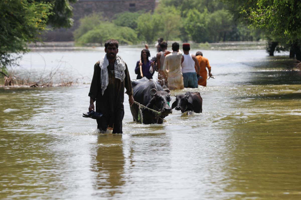 A man pulls his animals while others go to salvage their belongings amid rising flood water, following rains and floods during the monsoon season on the outskirts of Bhan Syedabad, Pakistan