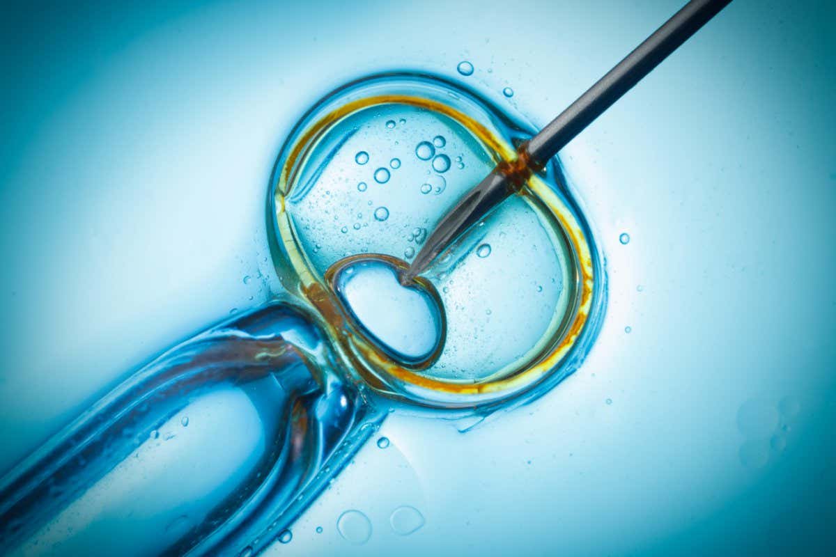 T581Y7 In vitro fertilisation, IVF macro concept