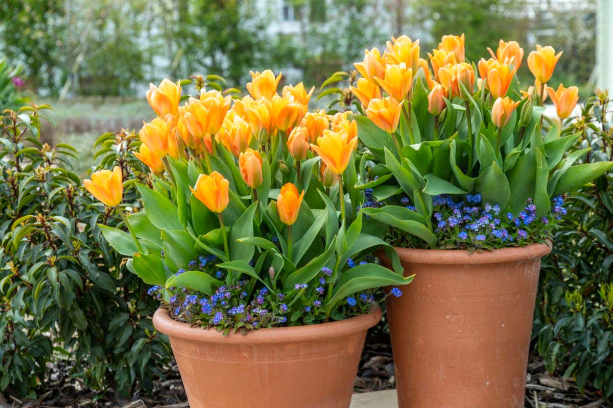 Containers with Tulipa 'Brilliant Orange' underplanted with Myosotis 'Bluesylva' bedding.