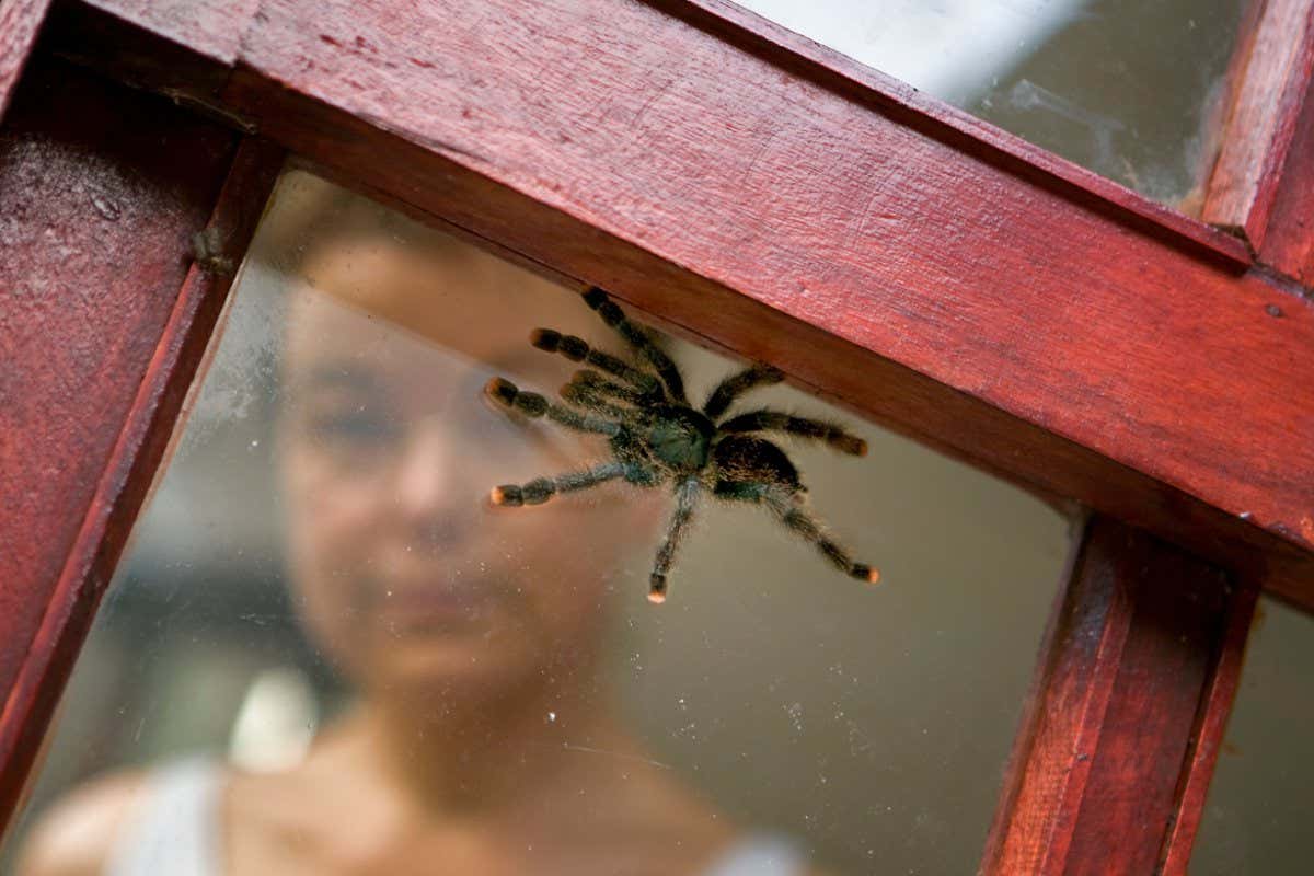 B70G62 Suriname, Brownsweg, Brownsberg National Park. Woman looking at Tarantula , Avicularia Metallica.